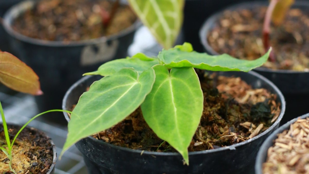 Choosing the Right Size Pot for Your Plant: A Gardener’s Guide – Lux ...