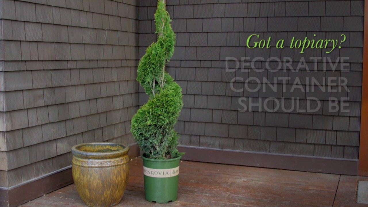 How to Choose The Right Size Pot For Your Plant | Video | The Money Pit