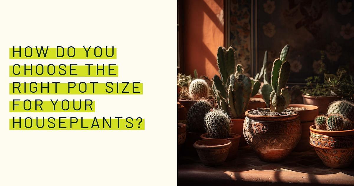 Shop for your How do you choose the right pot size for your houseplants?