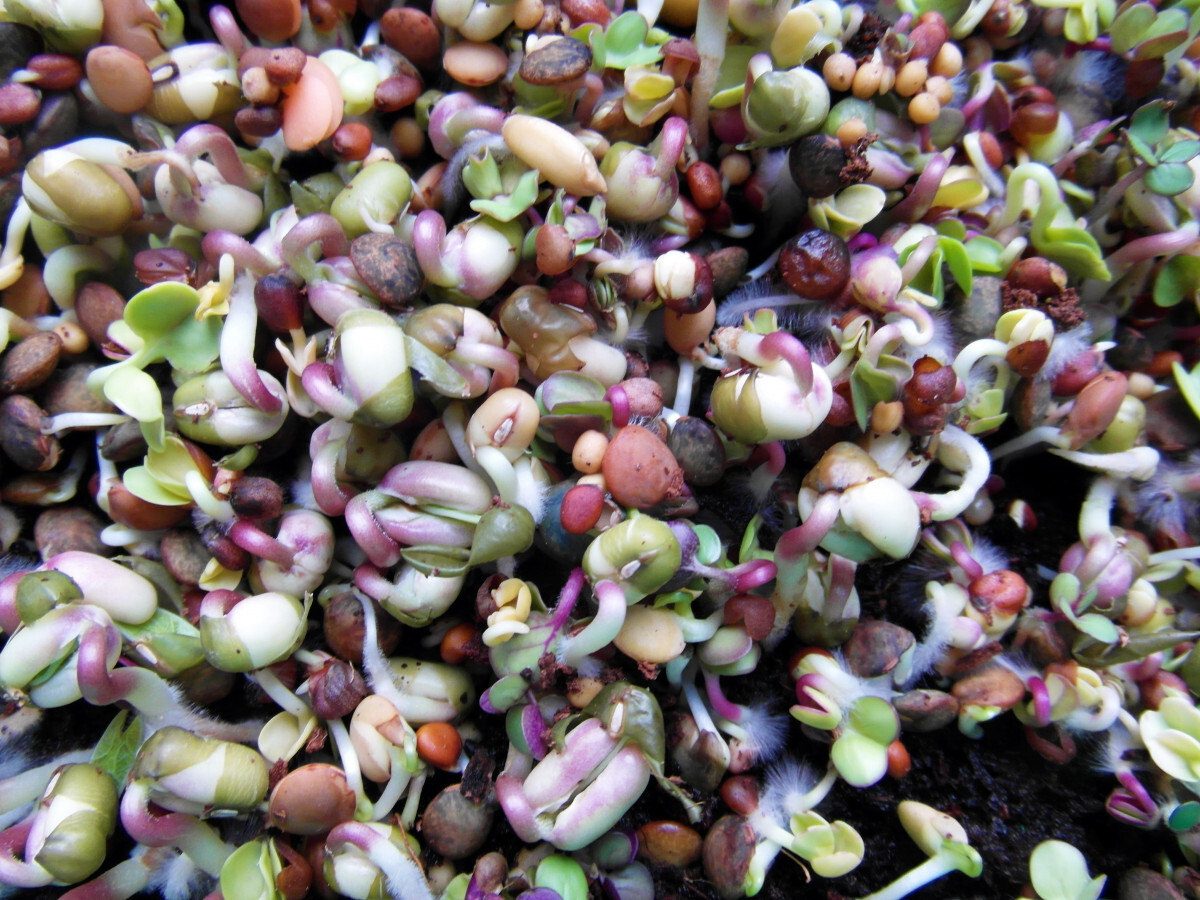 Free photo: Grow, Sprout, Growing, Plant, Crop - Free Image on Pixabay ...