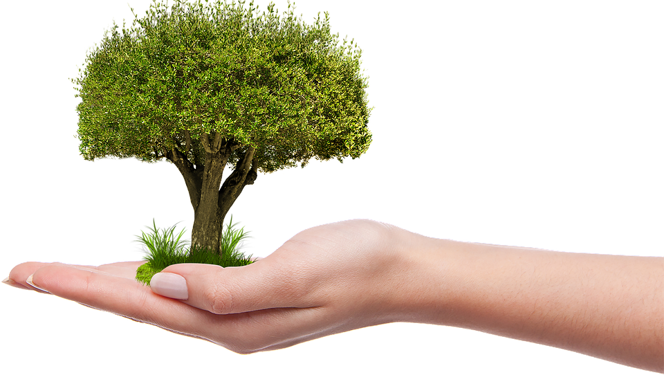 Plant, growing, nature, green, gardening, garden, natural, soil, leaf ...